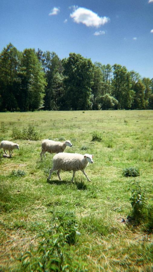 Domki Nad Pilica Krzetow Luaran gambar